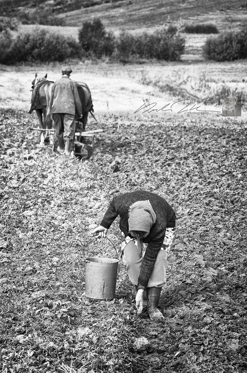 2010, Béta, Győrfi Zsigmond és neje, Mária   Munkamegosztás
